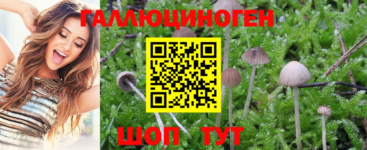 Кыштым  Псилоцибиновые грибы Psilocybine cubensis  Вход с VPN 